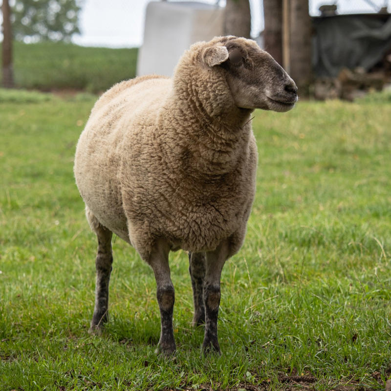 sheep Aïd Al Adha 2025 – Image 1